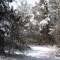 Fresh Snow In The Cedars