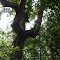 Pointer Trees