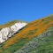 Shandon Wildflowers