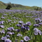 Shandon flowers