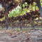 Grape Fields
