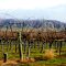 Vineyards out of Shandon