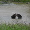 Bears fithing, Alaska http://goplanettravel.blogspot.com