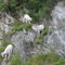 Dall Sheep at Turn Again Arm