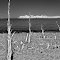 along the shore BW