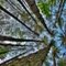 Up through the pines