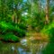 Down the creek early morning