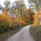 Morgan Monroe Forest