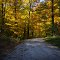 Autumn in Morgan-Monroe State Forest, Bloomington, IN