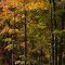 Autumn in Morgan-Monroe State Forest, Bloomington, IN