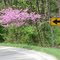 Red Bud on the Curve