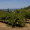 View from Lava Cap Winery