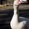 Goose at Lumsden Park, Placerville, California