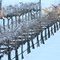 Grapevine in the Snow