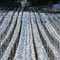 Marching Grapevines in the Snow