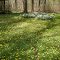 Brincka-Cross Gardens in Springtime
