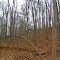 ACRES Wing Haven Preserve