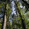 William Marberry Arboretum