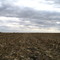 harvested corn field near Dalton City