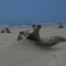 Beach near Tahkenitch Creek