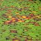 Lilipads  Lake Tahkenitch Oregon USA    Aug 16th