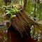 New fern on cypress stump (Four Holes swanp and Beidler Forest)