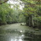 Francis Beidler Forest in Four Holes Swamp