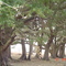 Gardensgate Plantation