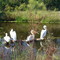 Simmons Park & Wildlife Safari White Pelicans