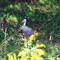 Simmons Park & Wildlife Safari Sandhill Crane