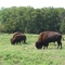 Simmons Park & Wildlife Safari