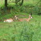 Pronghorns