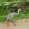 Sandhill Crane