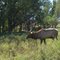 Elk