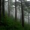 inside the fog