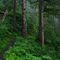 Little red riding hoods forest