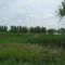Bulrush Wetland