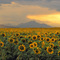 Sunflowers; Longs and Meeker Peaks