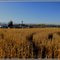 Maize Maze @ Anderson Farms