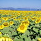 Sunflower Field