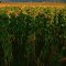 Sunflowers, Mt peaks