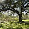 Longfellow Tree