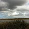Bayou Segnette State Park
