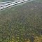 Swamp near New Orleans International