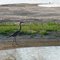 Heron at Cane Ridge