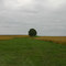 Field
