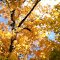 Fall Foliage