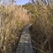 Walkway To Beach Through Reeds