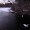Bush Pond, Norfolk MA