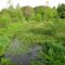 Adkins Arboretum Pond